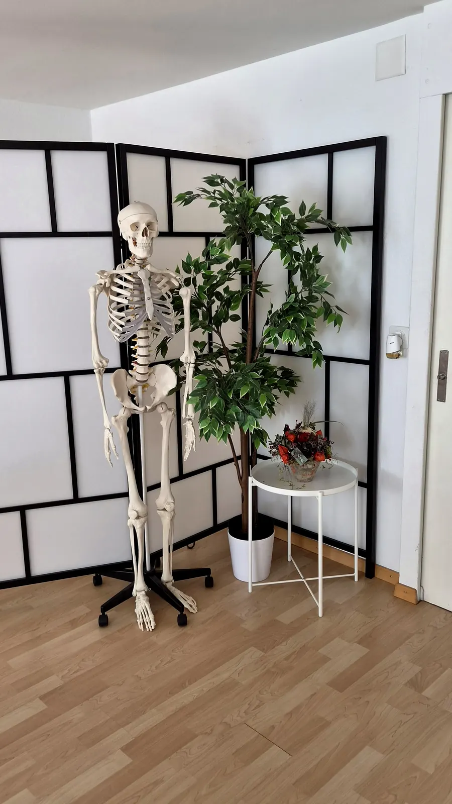 Anatomie-Skelett im Behandlungsraum
